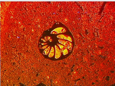 benthic foram TrL Cl composite